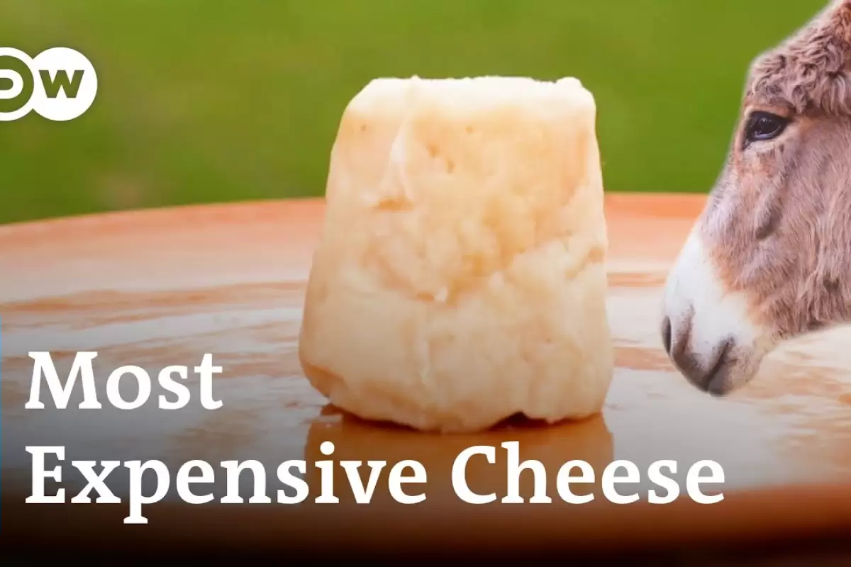 (ویدئو) ببینید صربستانی ها چگونه گران ترین «پنیر الاغ» جهان را تولید می کنند