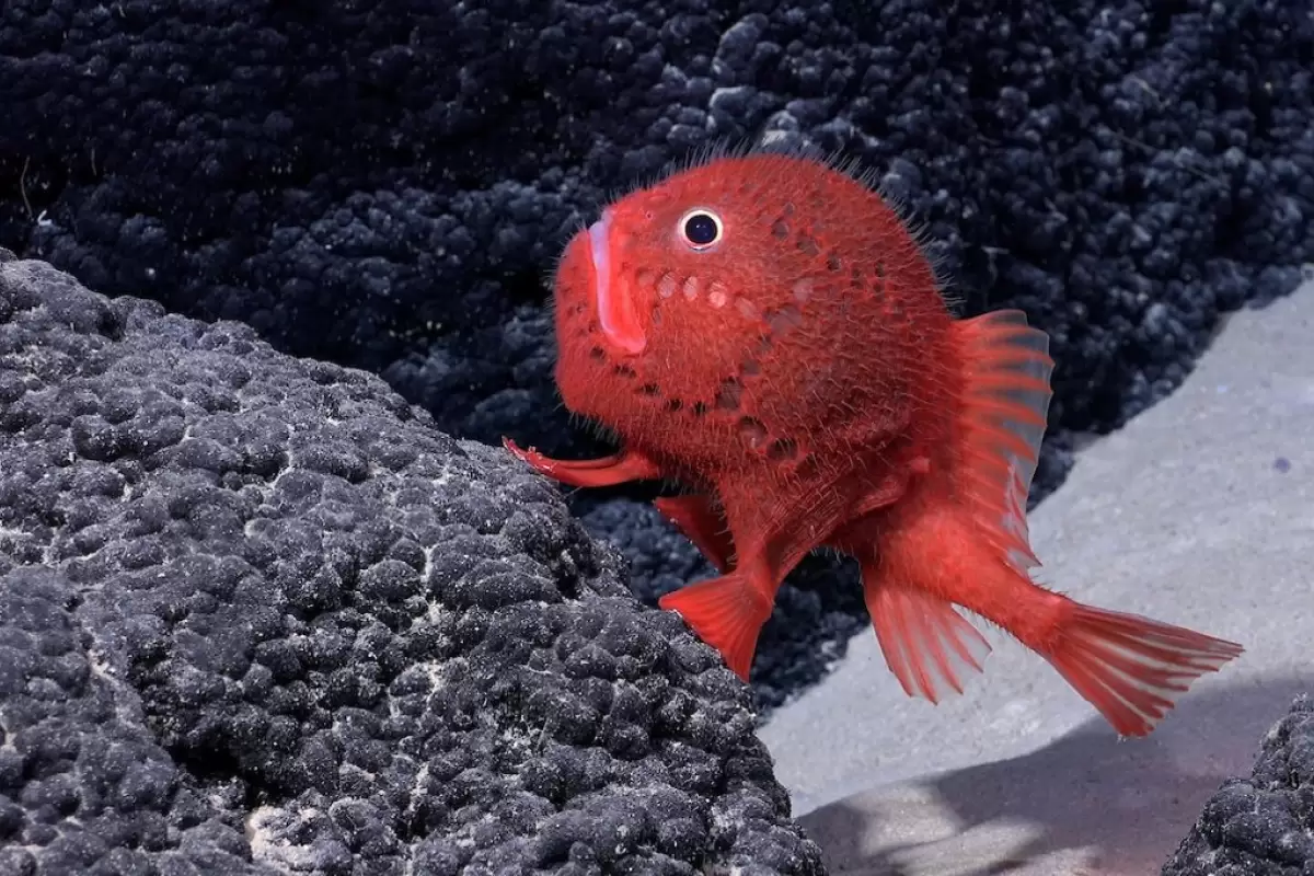 (تصاویر) جانوران شگفت‌انگیزی که در یک کوهستان زیردریایی کشف شدند