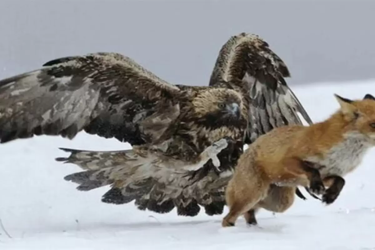 ببینید | تصاویری حیرت‌انگیز از جنگ خونین عقاب با یک روباه!