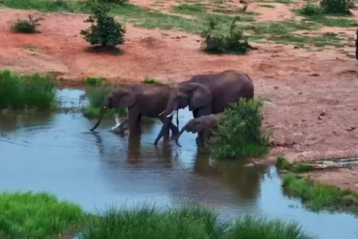(ویدئو) حمله وحشتناک یک تمساح به فیل‌های عظیم‌الجثه