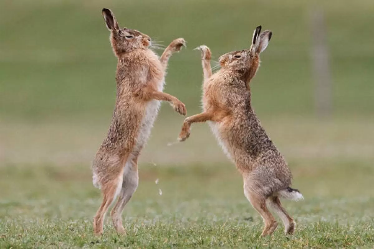 ببینید | تکنیک جالب یک خرگوش در مبارزه با همتای خودش!
