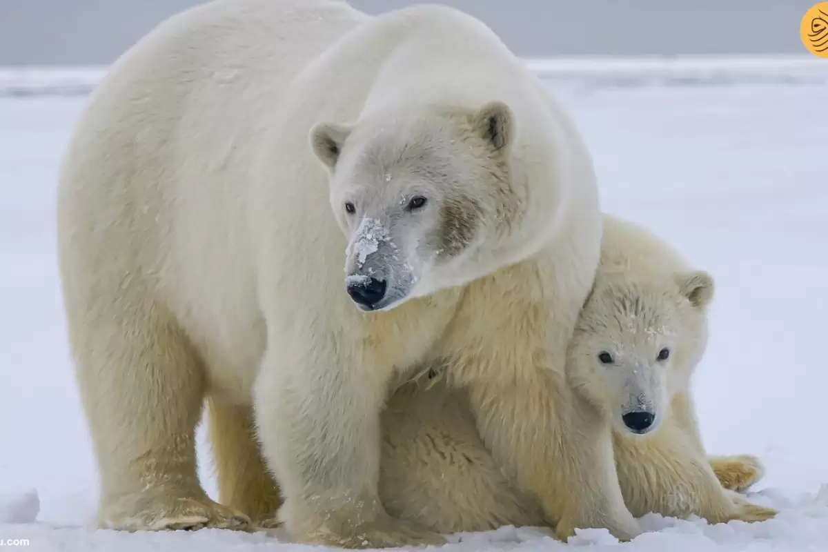 (ویدئو) یک روز از زندگی یک خرس قطبی