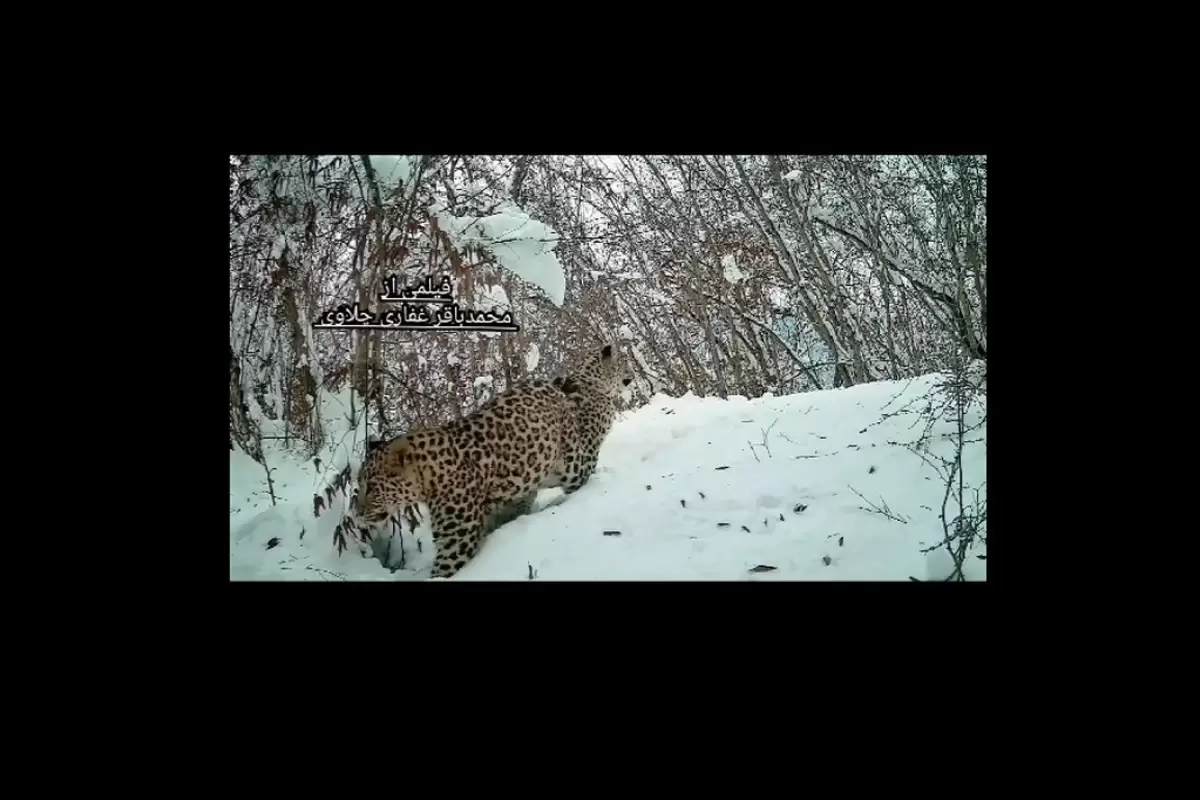 (ویدئو) دو پلنگ ایرانی در برف زمستانی