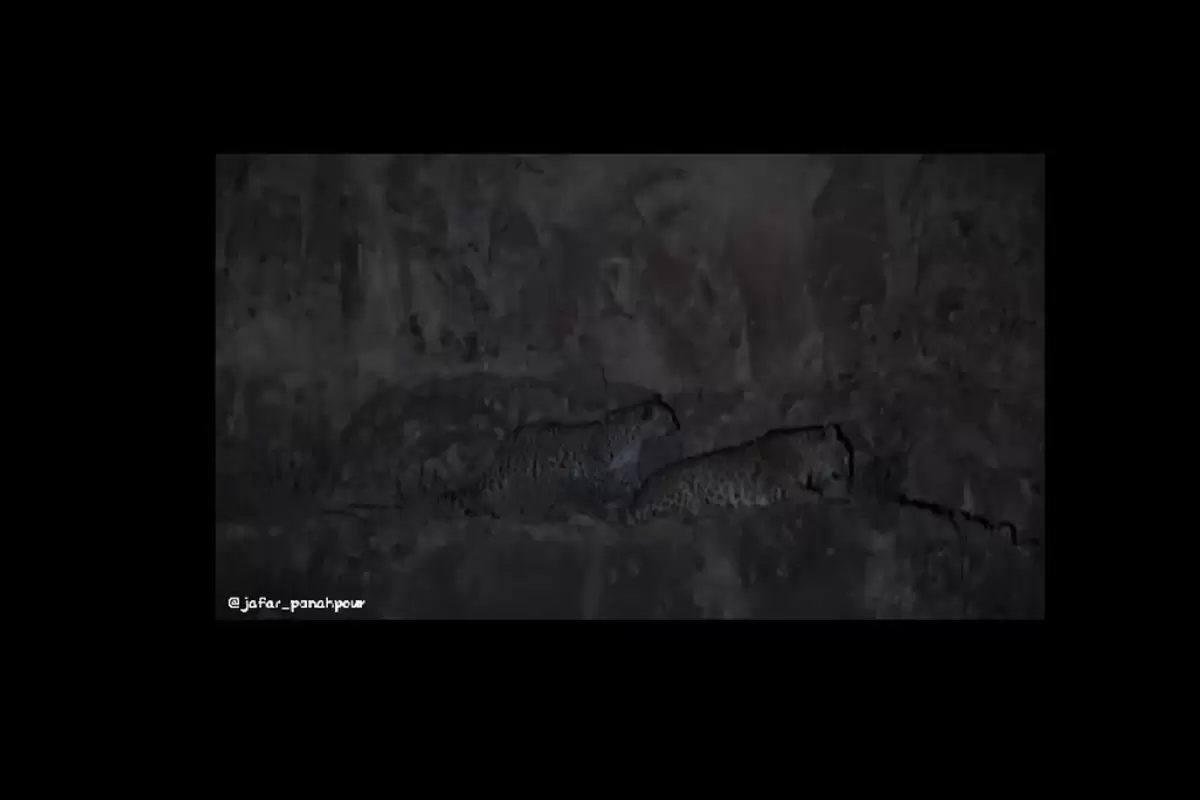 (ویدئو) پلنگ ایرانی به همراه توله‌اش در پارک ملی تندوره