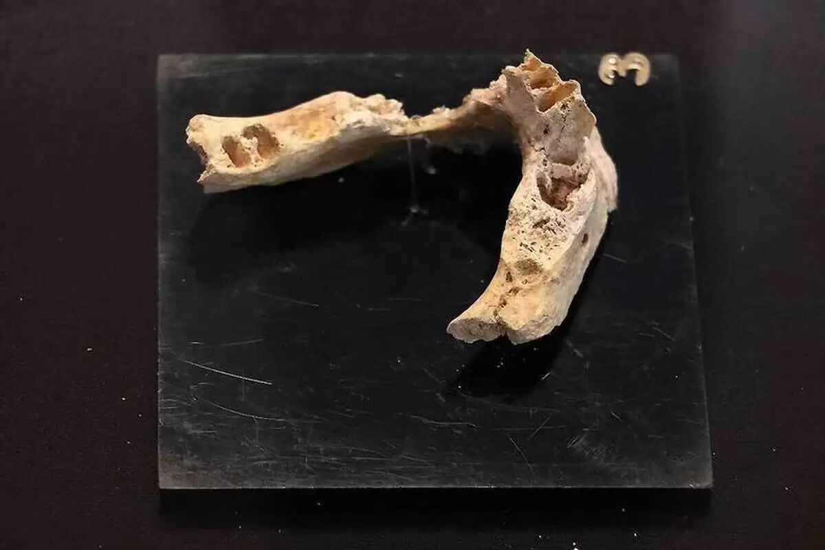 (عکس) کشف فک و دندان انسان نئاندرتال متعلق به ۱۷۵ هزار سال قبل در قزوین