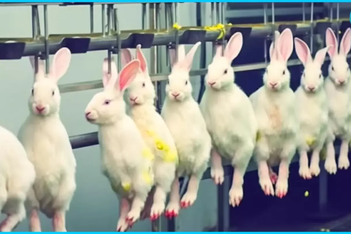 (ویدئو) نحوه پرورش خرگوش در مزرعه اروپای و فرآوری گوشت آن در کارخانه