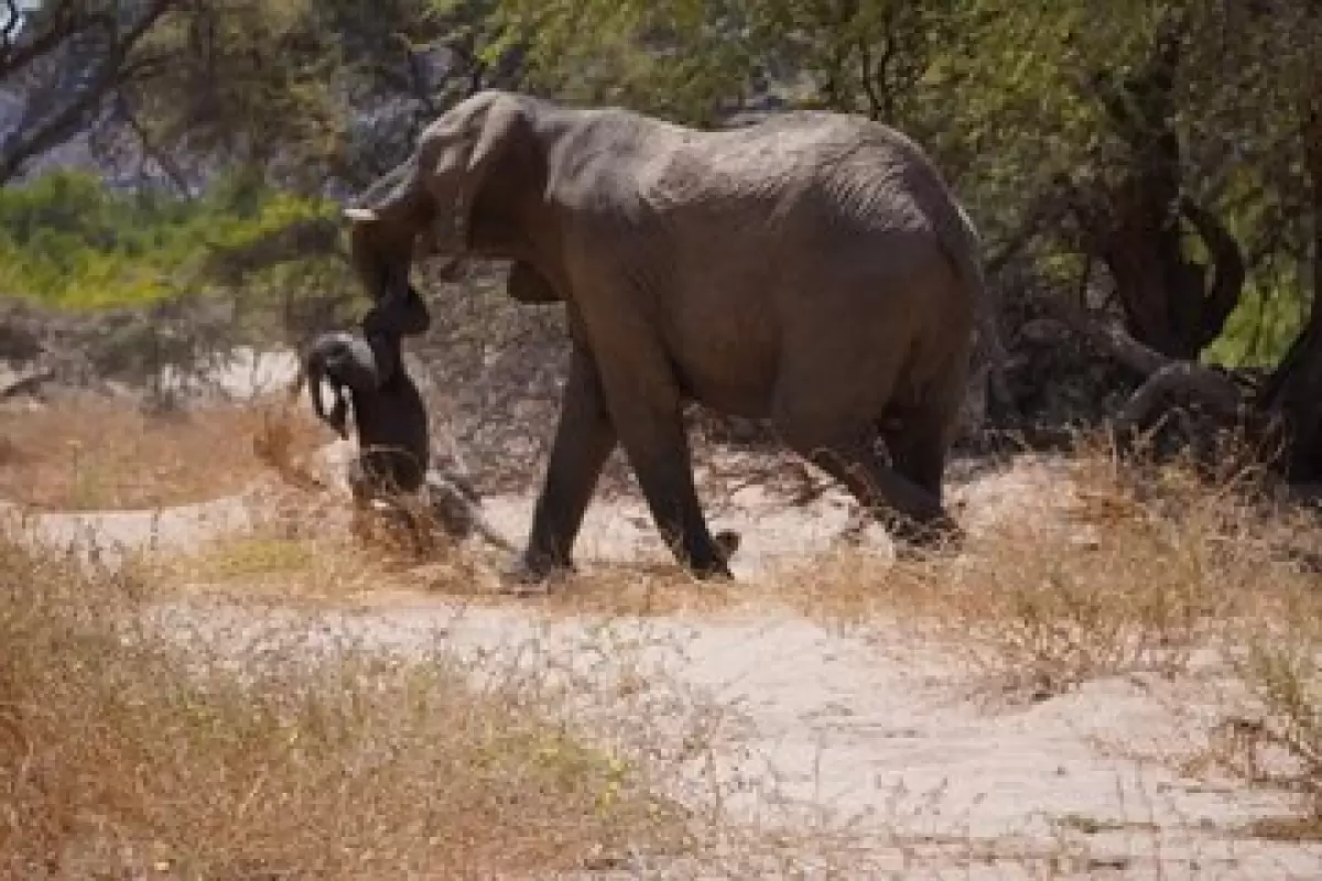 فیل بچه مرده‌اش را دفن و با صدای بلند عزاداری می‌کند