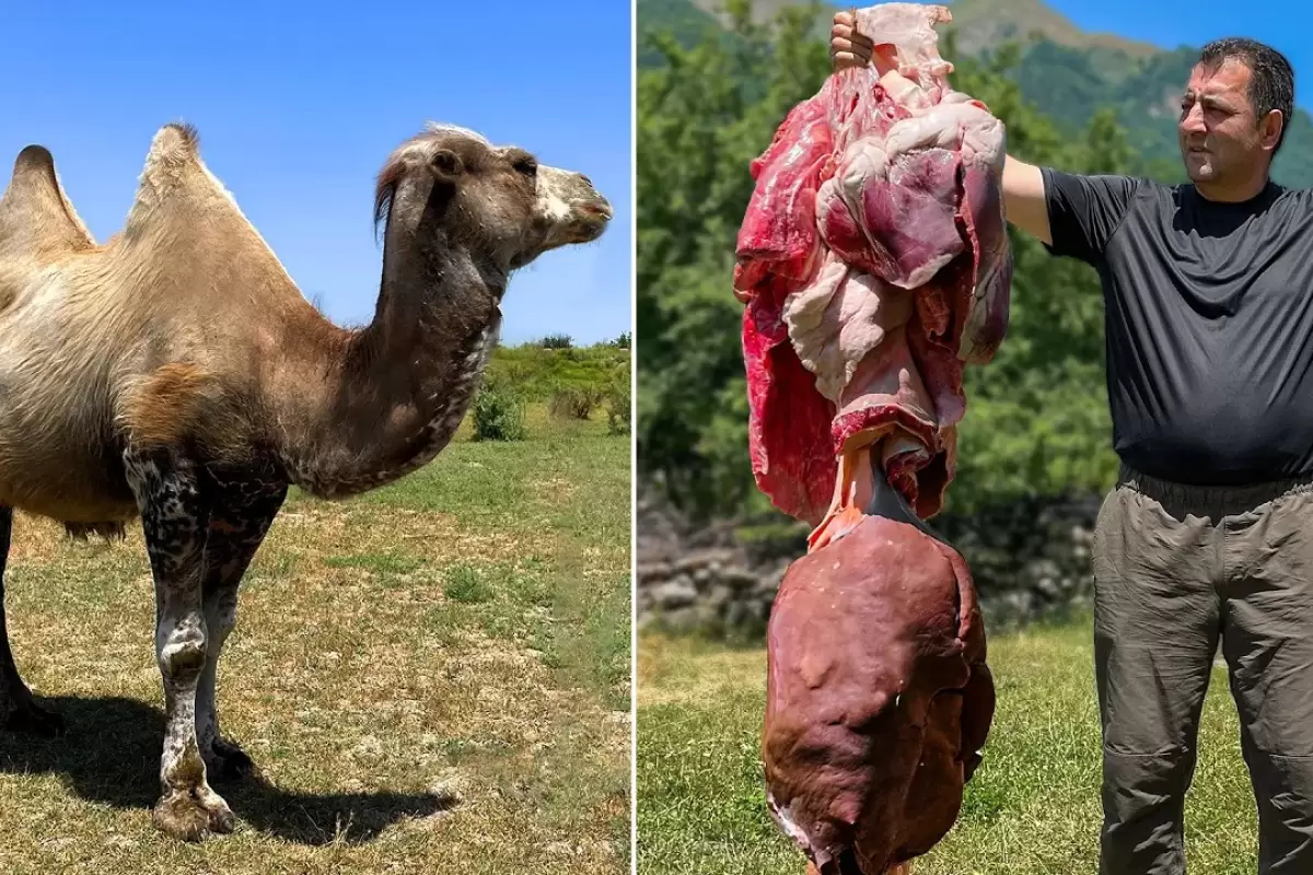 (ویدئو) فرآیند پخت یک غذای محلی با دل، جگر و قلوه شتر در یک روستای بهشتی