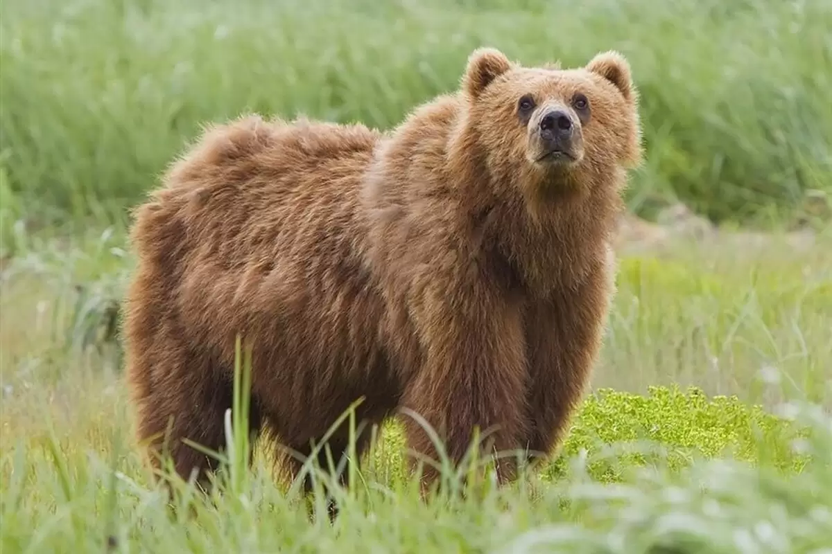 (ویدیو) مشاهده خرس قهوه‌ای در اشترانکوه