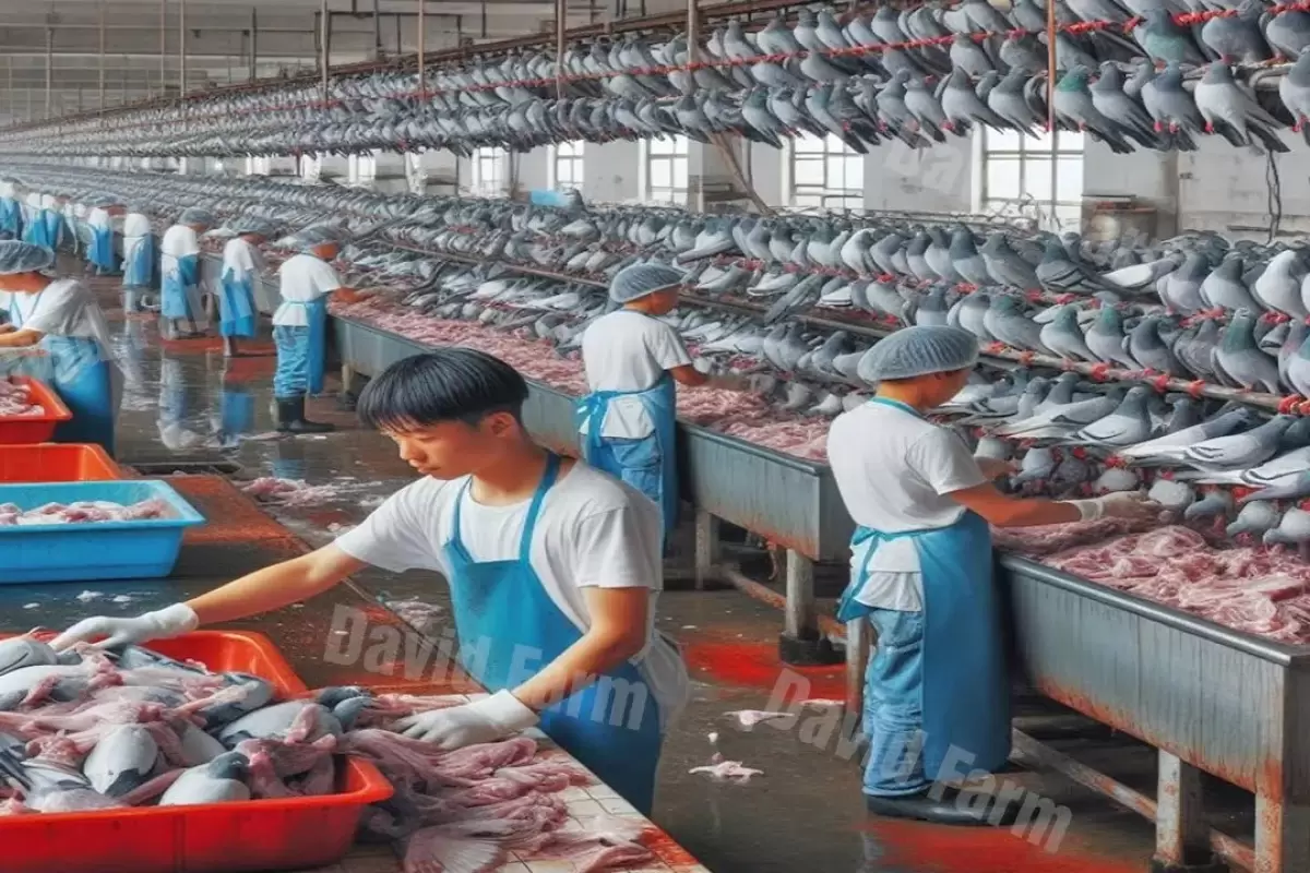 (ویدئو) ببینید چگونه کشاورزان چینی 7 میلیون «کبوتر» برای گوشت پرورش می دهند؟
