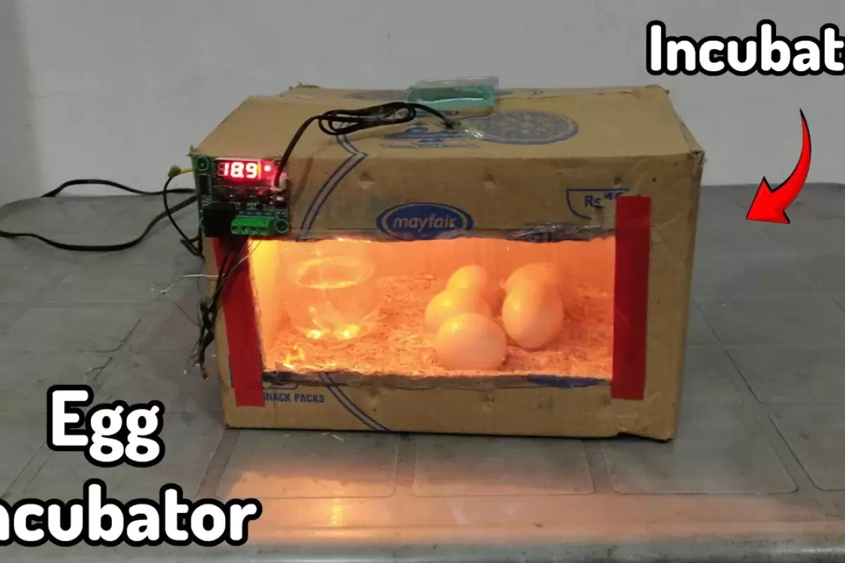 (ویدئو) یک روش درخشان برای ساخت دستگاه جوجه کشی با جعبه مقوایی و لامپ در خانه