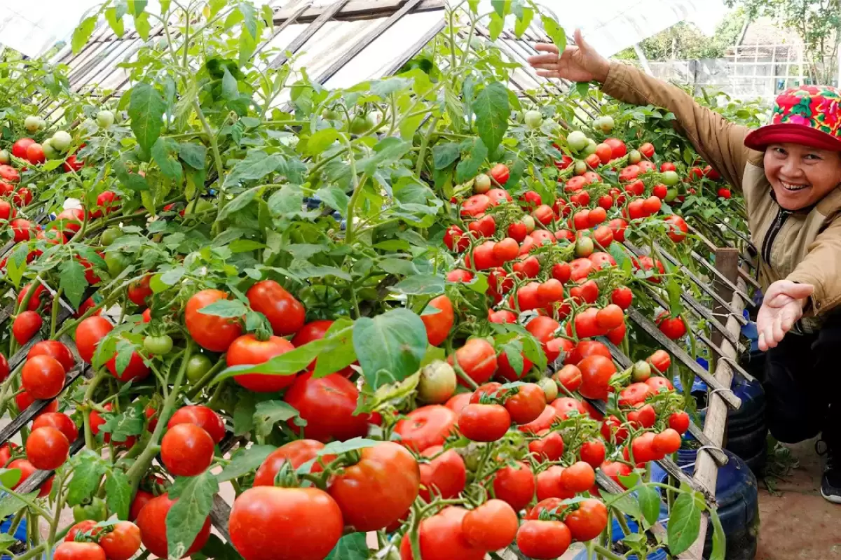 (ویدئو) به همین سادگی در خانه گوجه فرنگی پرورش دهید و ده ها کیلو برداشت کنید