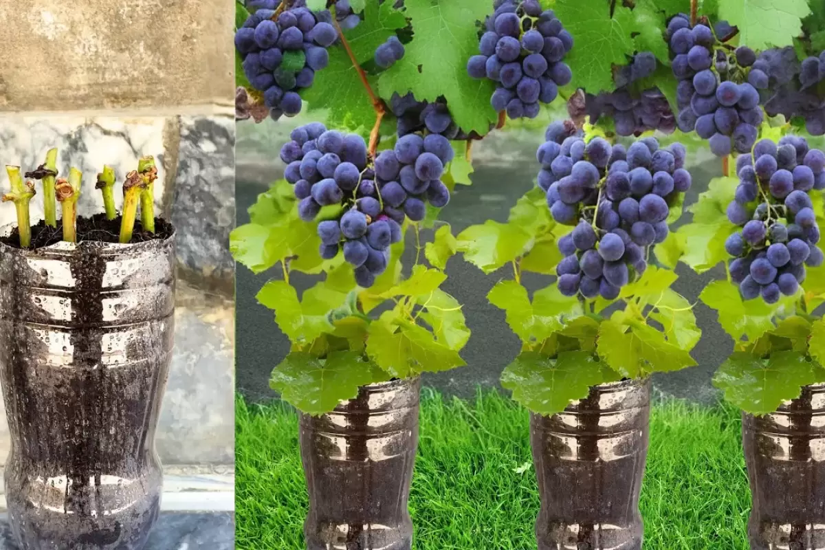 (ویدئو) چگونه انگور سیاه را با کمک بطری پلاستیکی در خانه پرورش دهیم؟