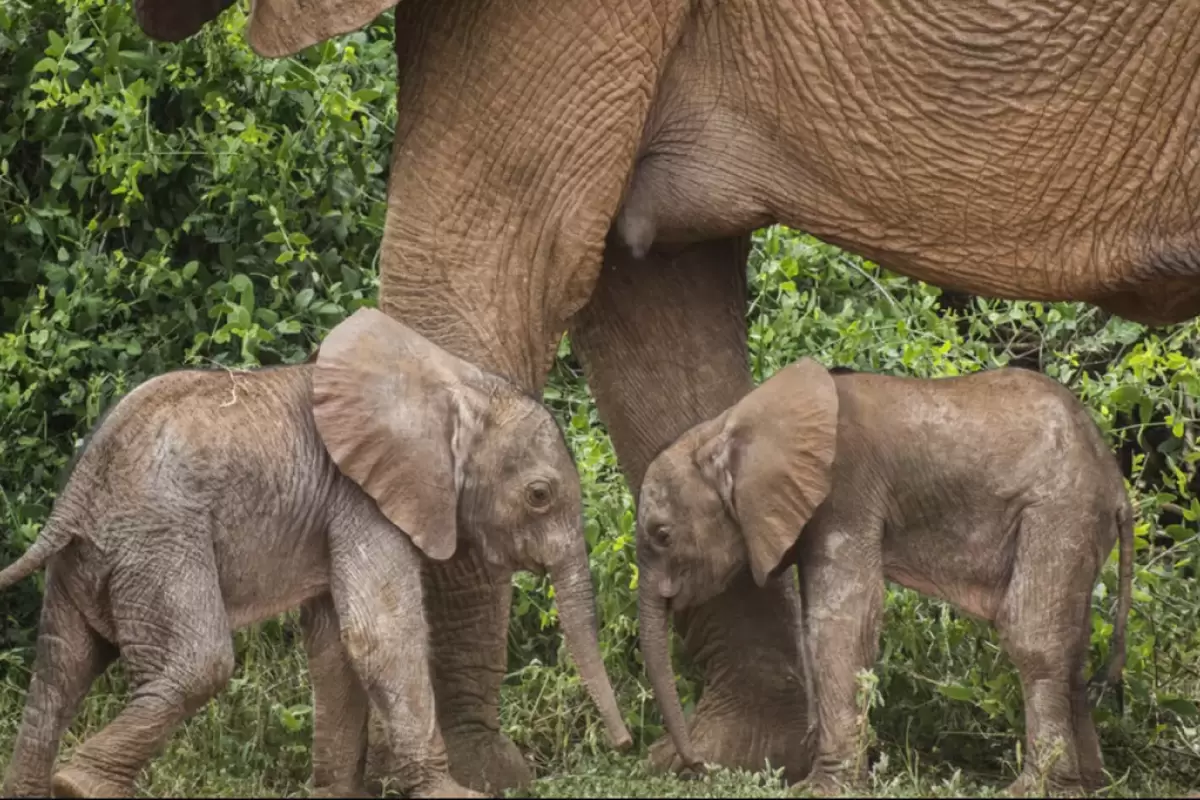 فیل‌های آسیایی مرده‌‌هاشان را دفن و با صدای بلند عزاداری می‌کنند