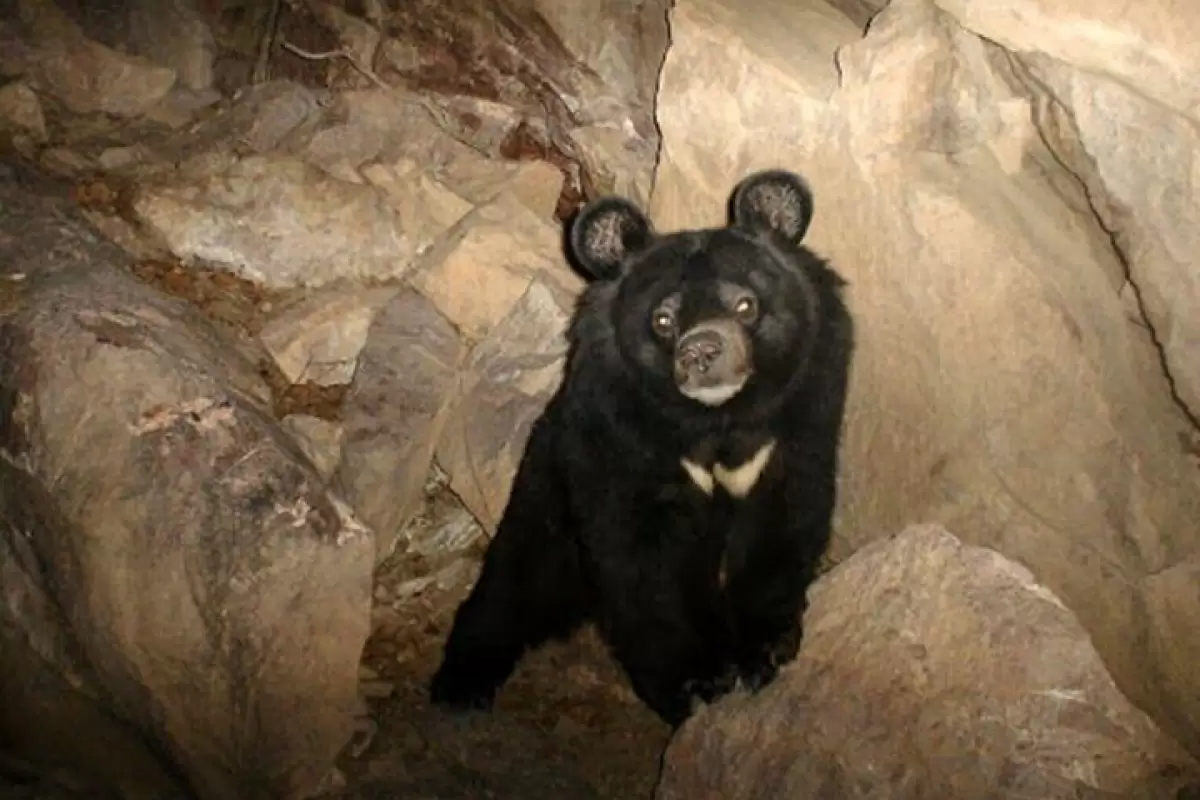 ببینید | دیده شدن ناگهانی خرس در کنار جاده مجاورت مازندران