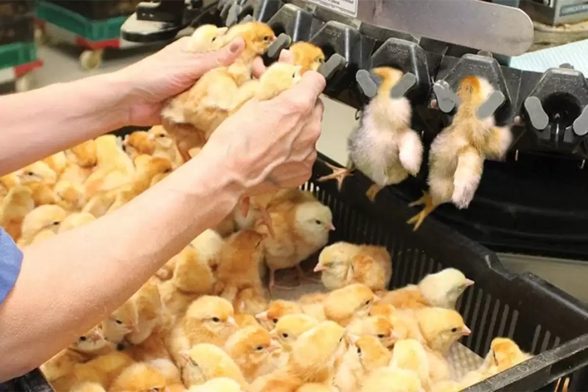 (ویدئو) فرآیند پرورش میلیون ها جوجه و پردازش مرغ در یک کارخانه مشهور اروپایی