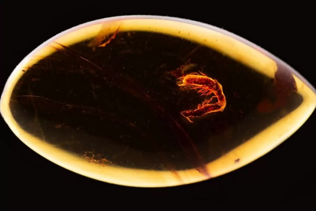 کشف یک کهربای حیرت‌انگیز؛ عاشقانه‌ای 38 میلیون ساله از دو موریانه!