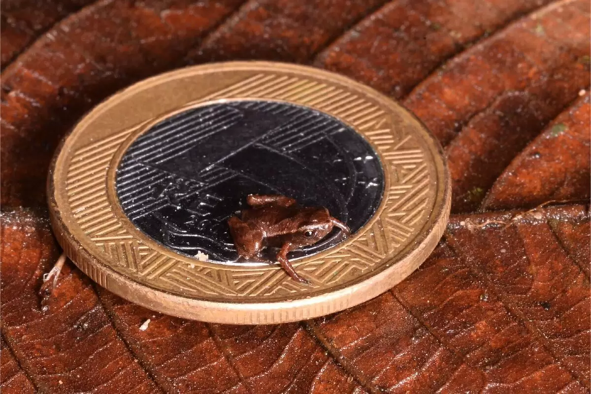 رکوردشکنی عجیب کوچک‌ترین قورباغه جهان!