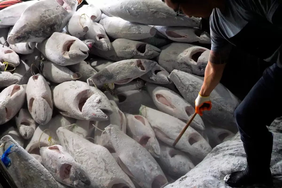 (ویدئو) فرآیند برش زدن هزاران ماهی تن غول پیکر در یک کارخانه تایوانی