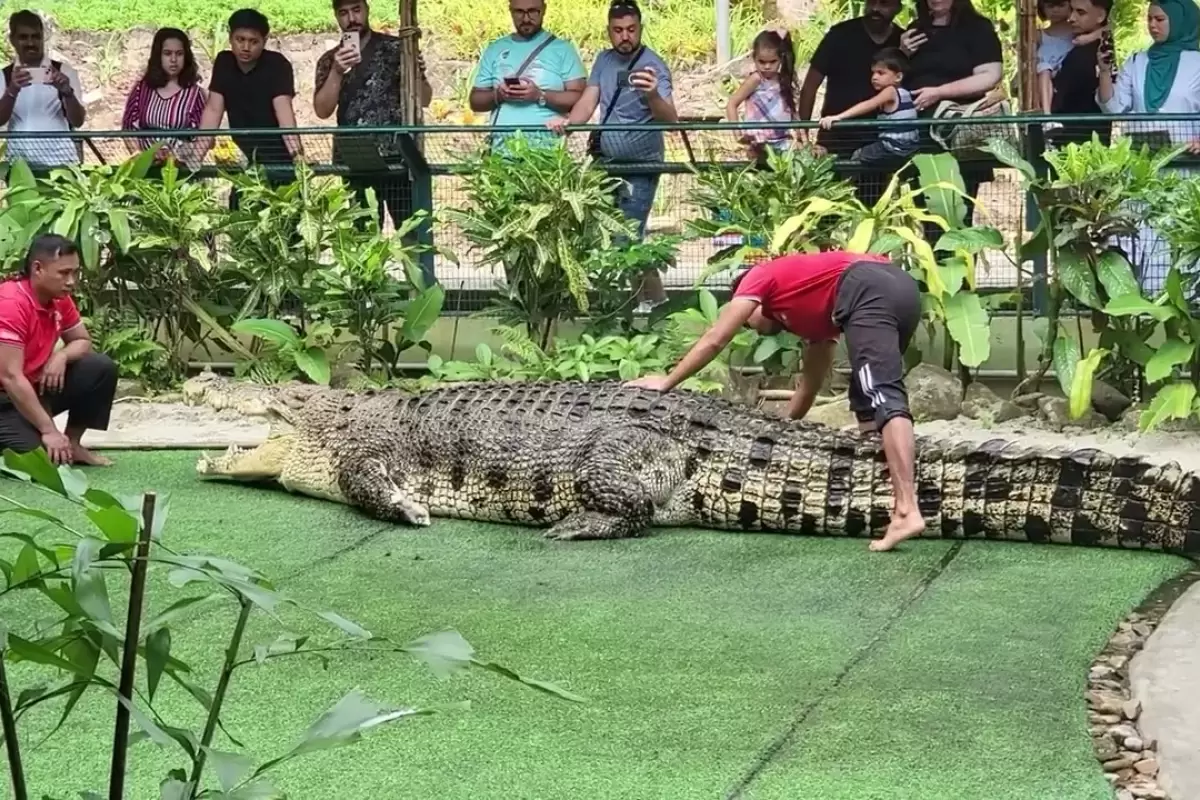 (ویدئو) بازی خطرناک و دلهره آور دو مربی باغ وحش با بزرگترین تمساح جهان