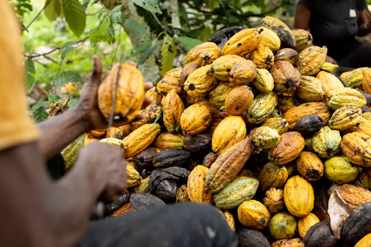 قیمت کاکائو برای نخستین‌بار از 7 هزار دلار به ازای هر تن عبور کرد