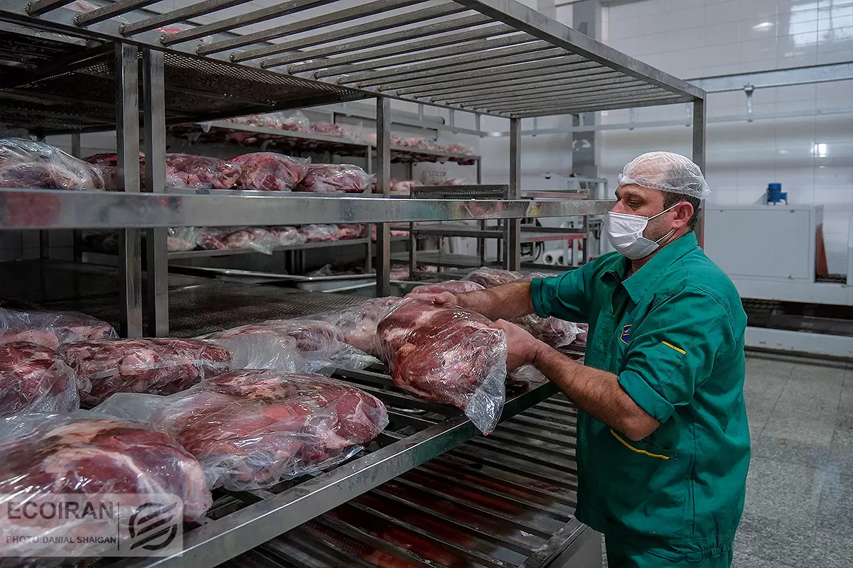 واردات؛ التیام‌بخش کمبود گوشت در کشور
