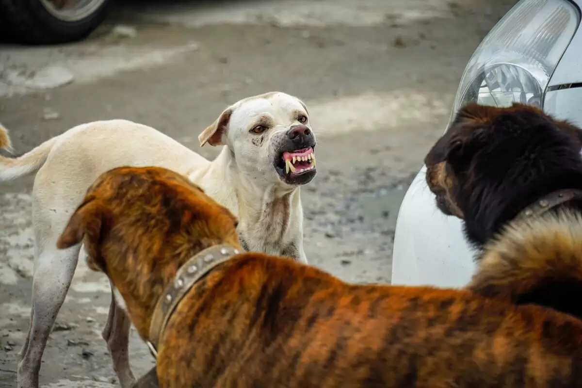(ویدئو) حمله گروهی سگ‌ها به یک مرد