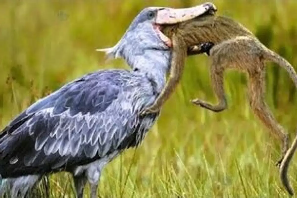 (ویدئو) پرنده‌ای قاتل هم قد انسان؛ کروکودیل‌ می‌خورد و خانواده اش را می‌کشد!