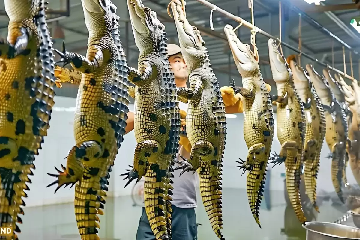 (ویدئو) نحوه پرورش و فرآوری پوست هزاران تمساح توسط کشاورزان مالزیایی