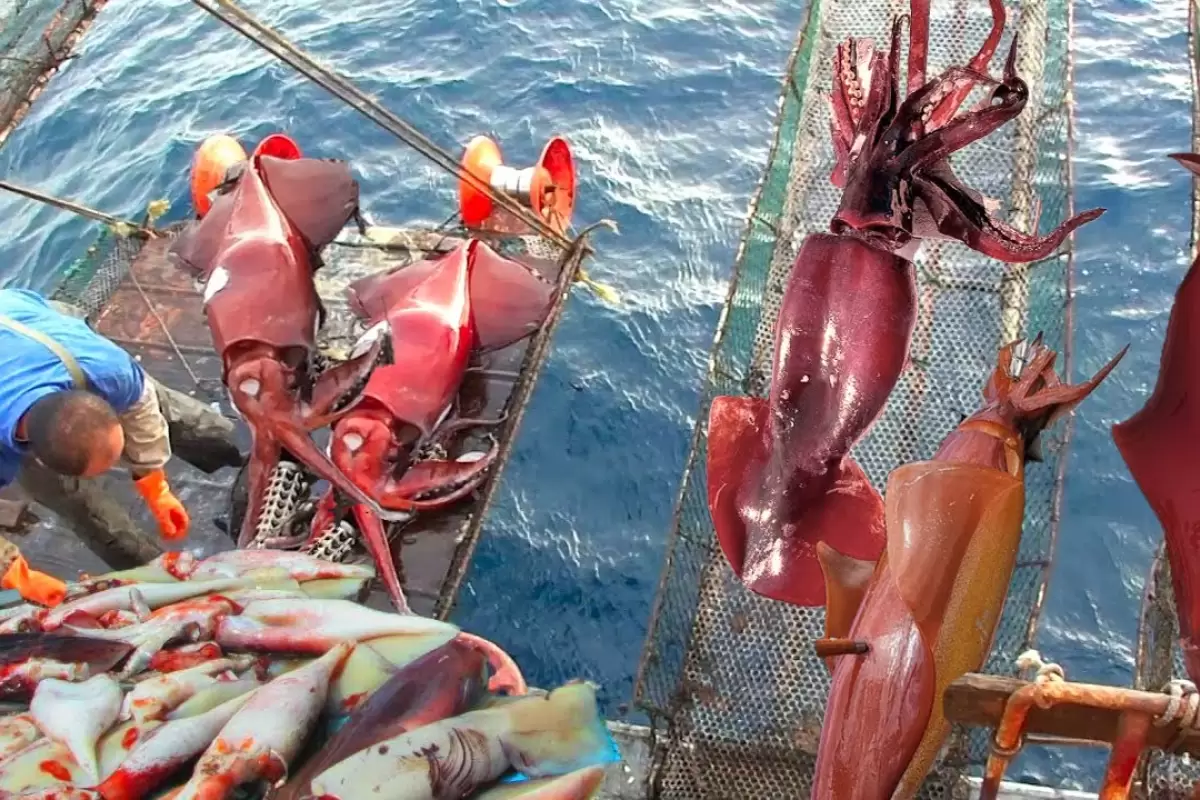 (ویدئو) فرآیند صید و برش بزرگترین ماهی مرکب های جهان توسط ماهیگیران شرق آسیایی