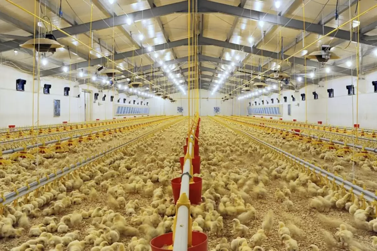 (ویدئو) نگاهی به مزرعه پیشرفته پرورش و سلاخی مرغ در ترکیه