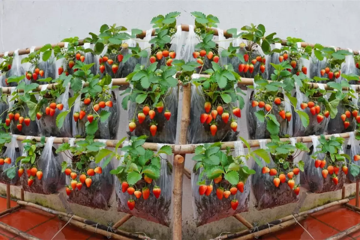 (ویدئو) نحوه کاشت توت فرنگی در کیسه های پلاستیکی در منزل