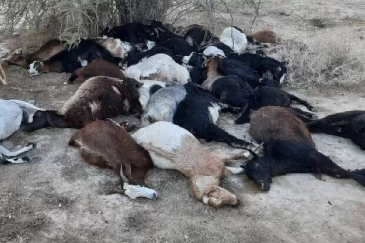 ببینید | مرگ تلخ یک چوپان به همره 100 رأس گوسفند در تریلی