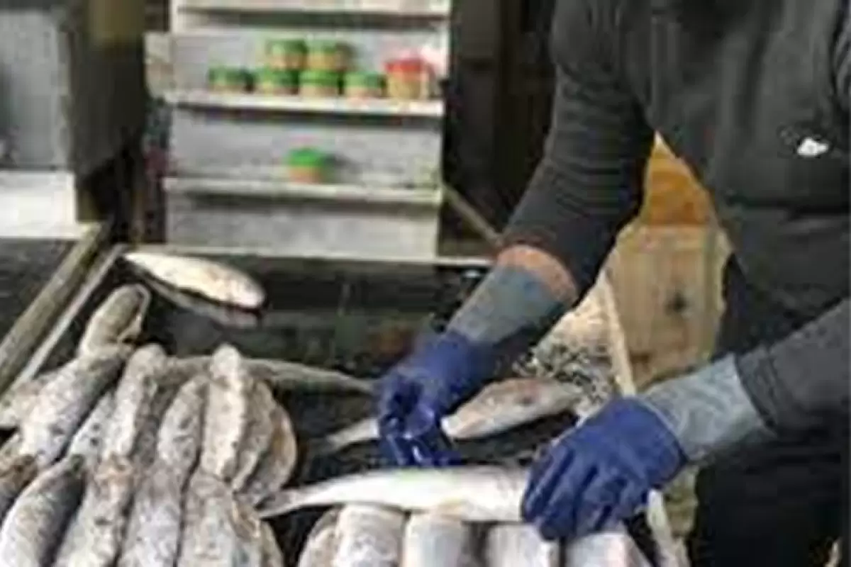 ببینید | فروش ماهی ۵۱ میلیون تومانی در بازار شمال