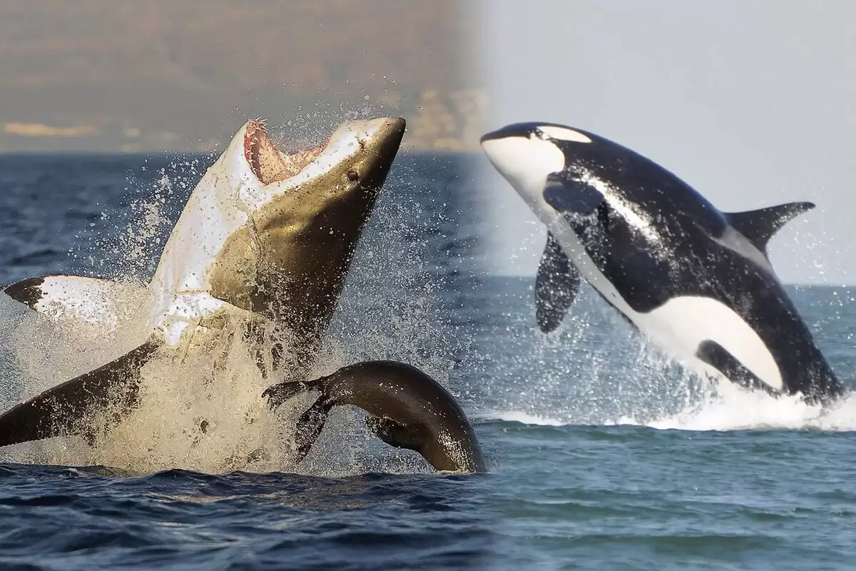 (ویدئو) نبرد خونین کوسه سفید و نهنگ قاتل