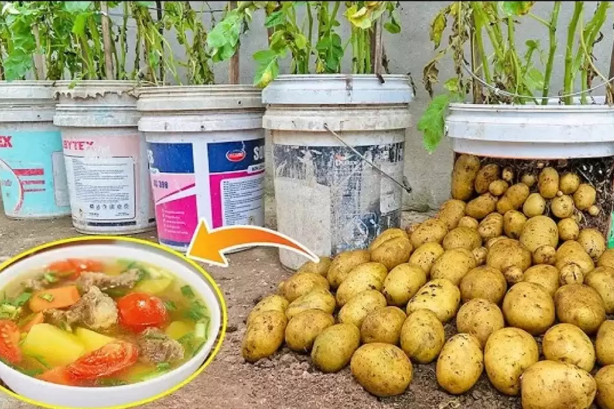 (ویدئو) ویتنامی ها به جای خرید سیب زمینی، به این روش در خانه کشت و برداشت می کنند