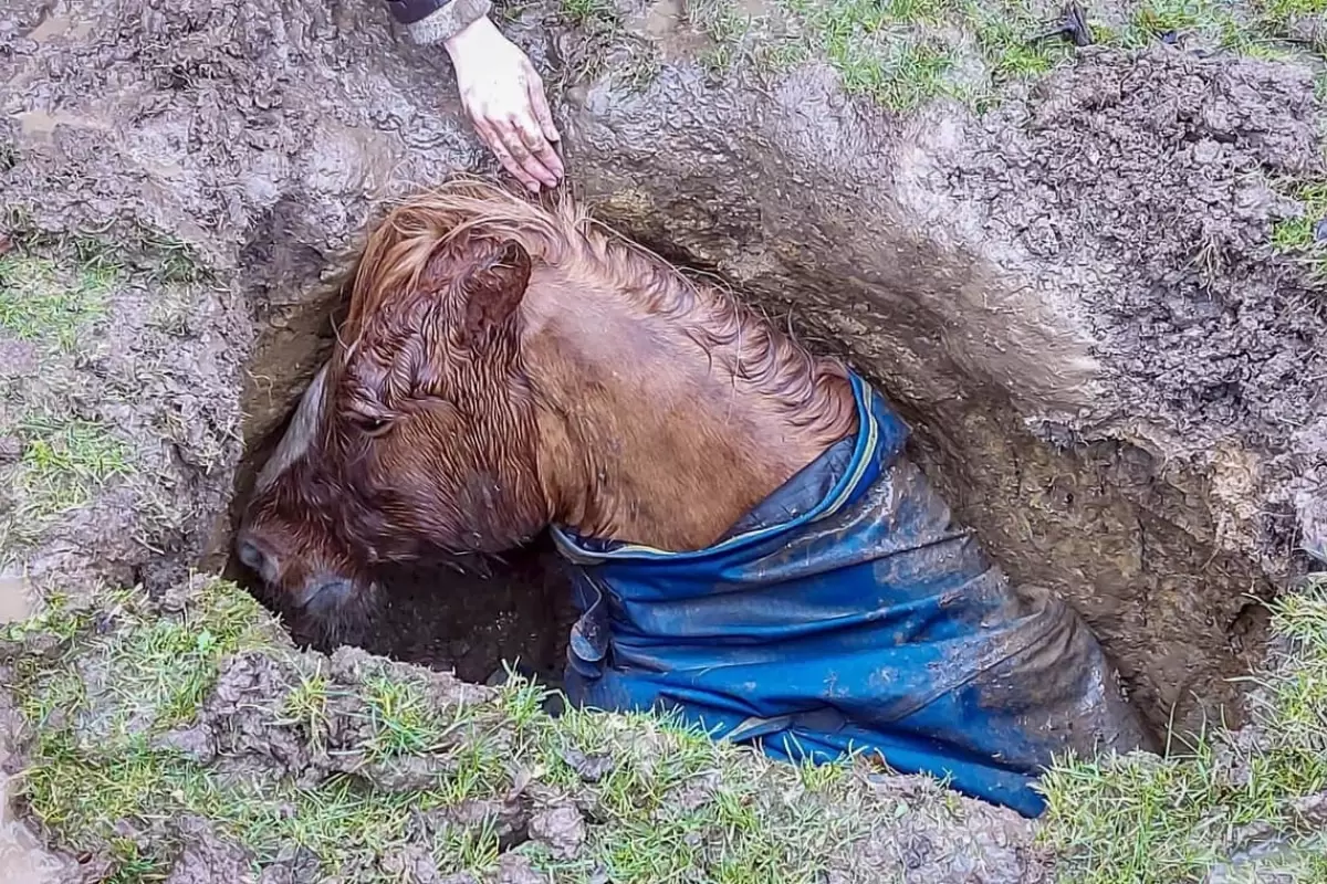 (ویدئو) نجات اسب سقوط کرده در گودال