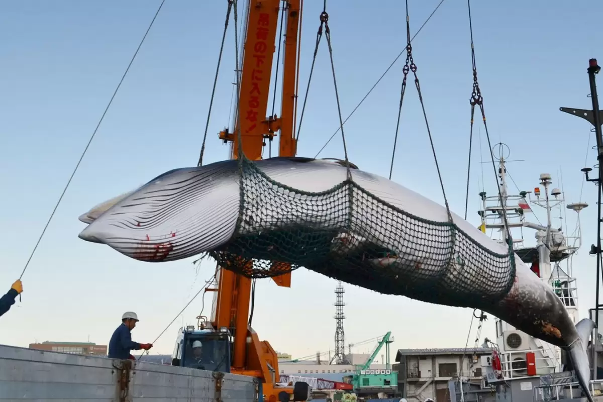 (ویدئو) نمایی نزدیک از صید، برش و پردازش نهنگ های غول پیکر توسط صیادان ژاپنی