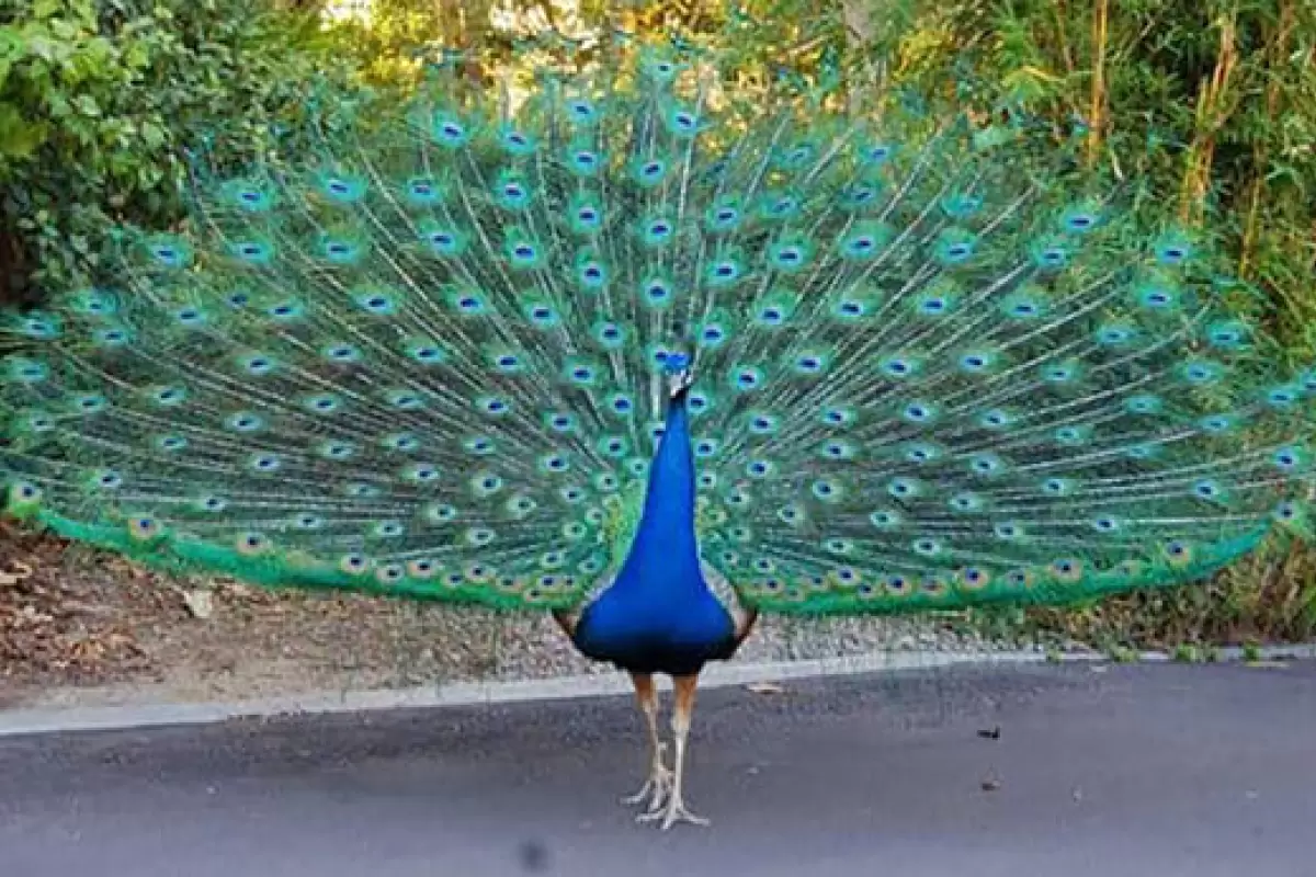 ببینید | لحظه تماشایی پرواز یک طاووس