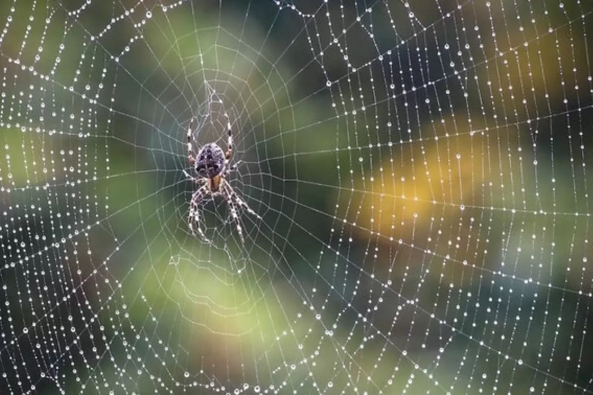 ببینید | تکنیک حیرت‌انگیز یک عنکبوت برای شکار یک مورچه بزرگ در حال حرکت!