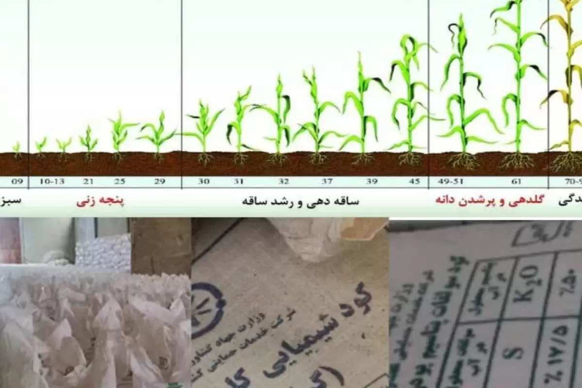  «توصیه های تغذیه ای برای باز توانی گیاه وکاهش اثرات سرمازدگی و مقابله با شرایط بیماری زا»