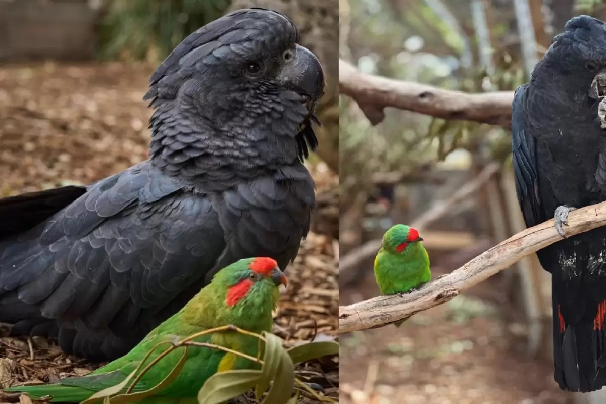 (ویدئو) دوستی منحصر به فرد طوطی‌ کاکلی سیاه با یک شهدطوطیک