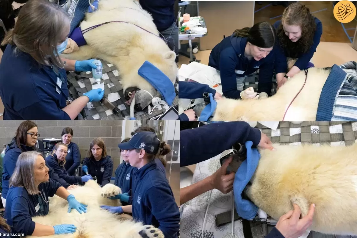 (ویدئو) معاینه پزشکی سالانه یک خرس قطبی