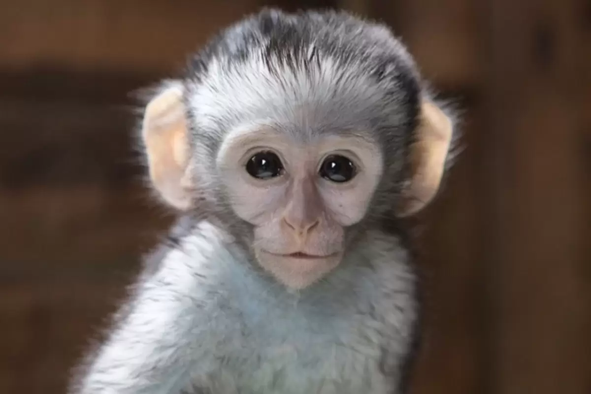 (عکس) ذوق‌زدگی یک میمون بعد از دریافت پرتغال از توریست