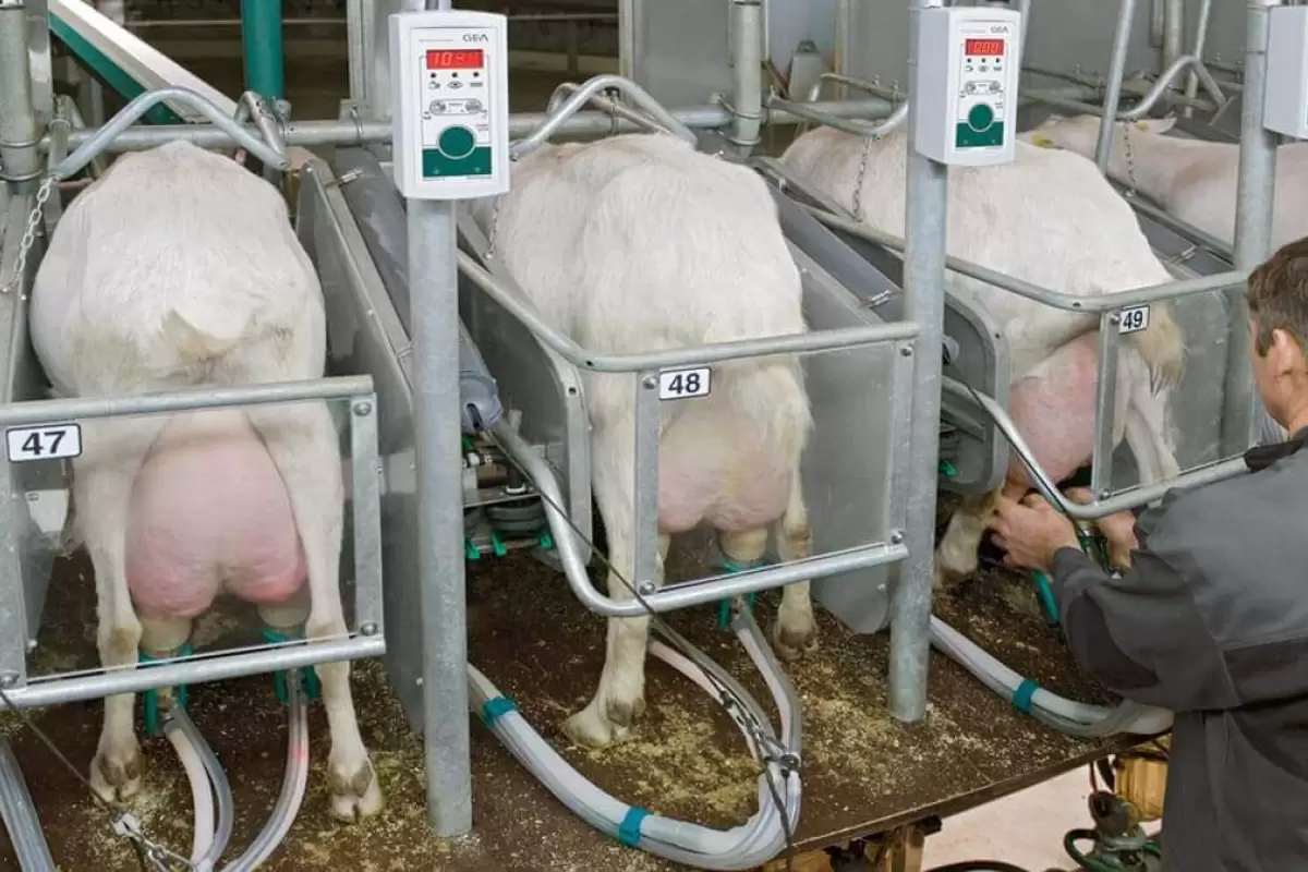 (ویدئو) مدرن ترین روش پرورش، غذادهی، شیردوهی هزاران گوسفند در نیوزیلند