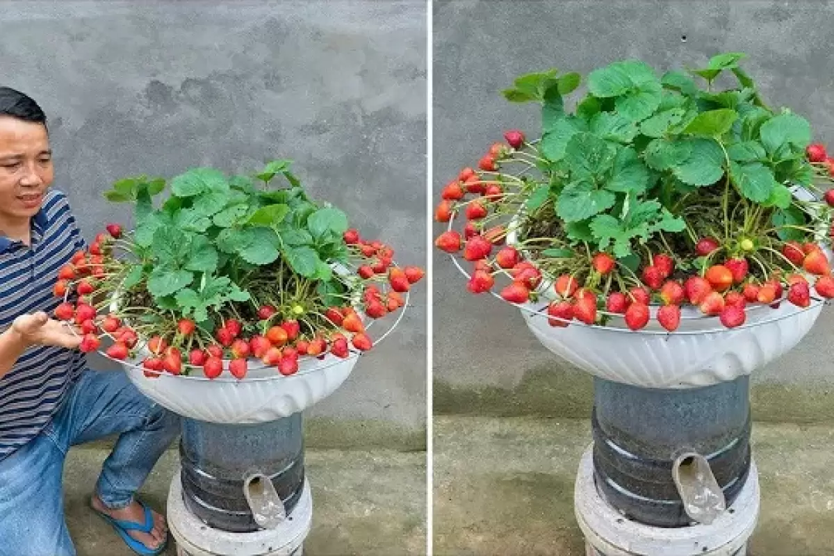 (ویدئو) نحوه کاشت ساده توت فرنگی در منزل بدون آبیاری