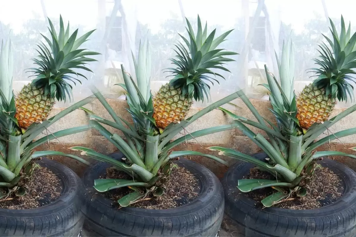 (ویدئو) یک ایده خلاقانه برای کاشت و برداشت ساده آناناس در تراس منزل با لاستیک