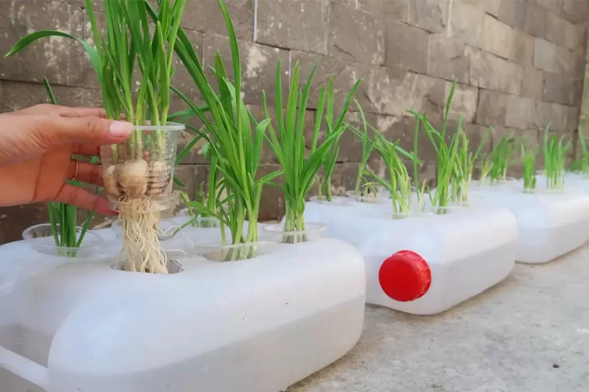 (ویدئو) یک ایده جالب برای کاشت سیر در ظروف پلاستیکی