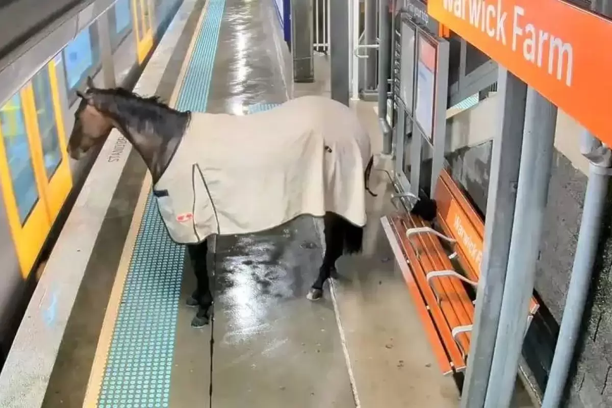 ببینید| اسبی که می‌خواست سوار متروی سیدنی شود!