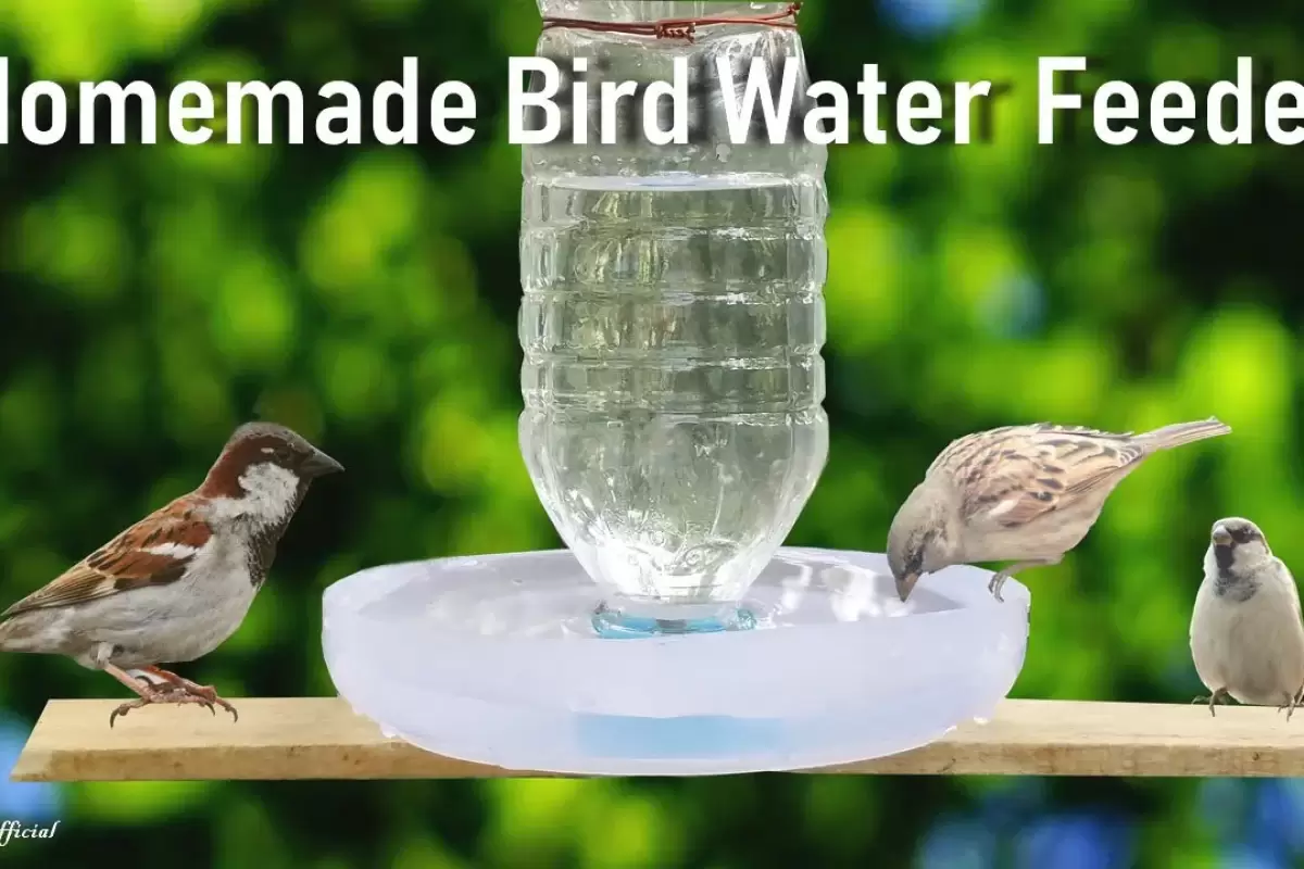(ویدئو) نحوه ساخت یک دانخوری و آبخوری ساده برای پرندگان